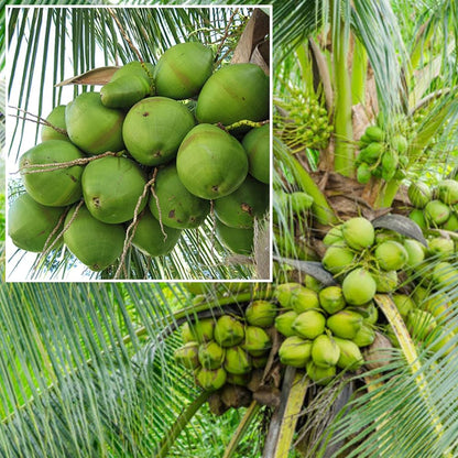 Chandra kalpa Coconut Fruit  Tree