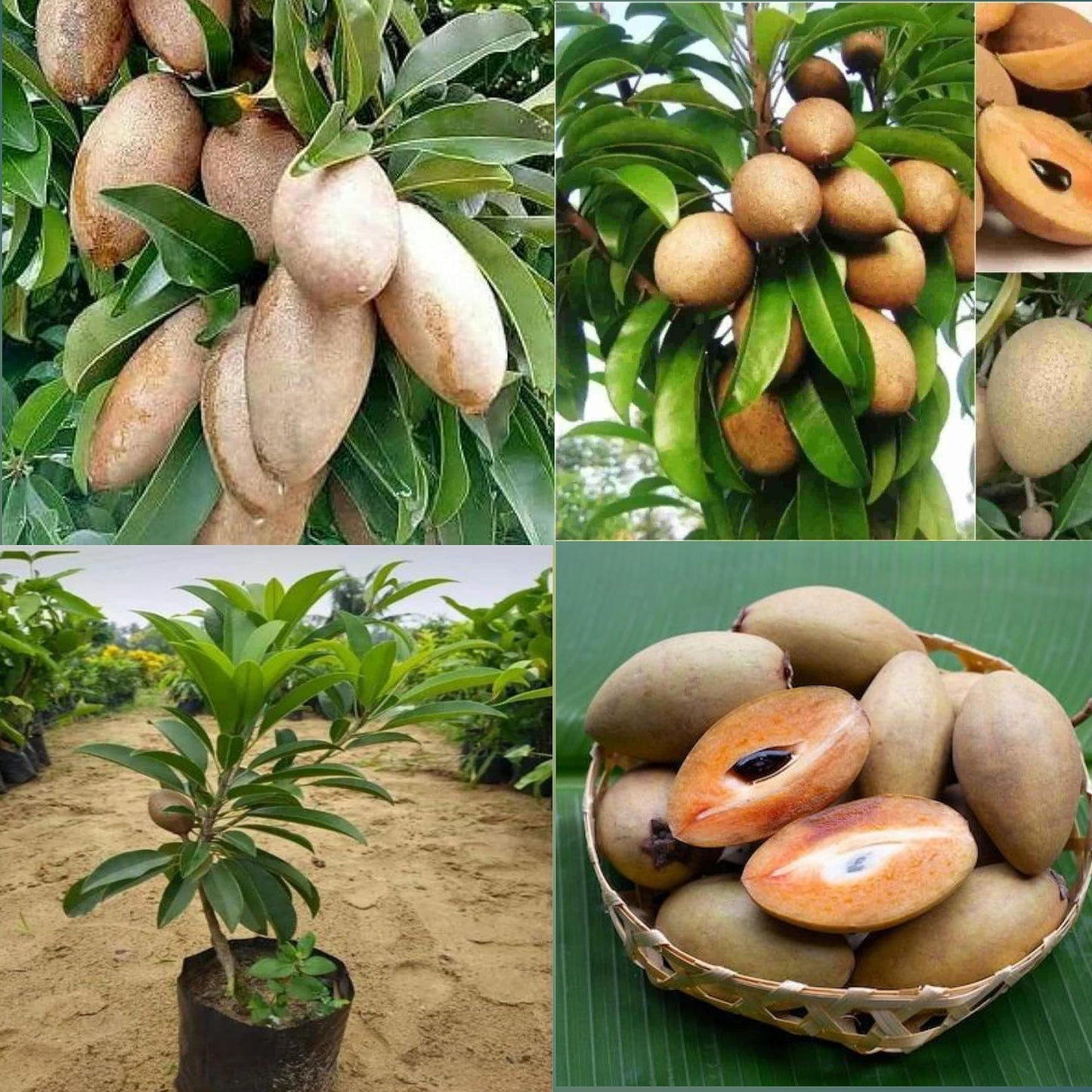 Banana Chiku Grafted Fruit Plant