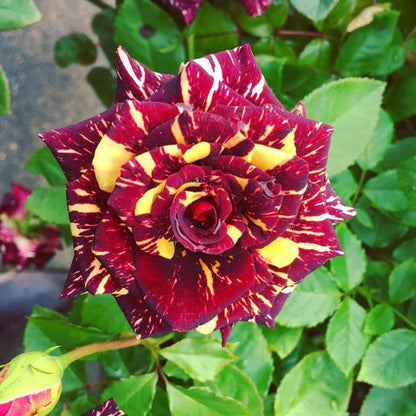 Abracadabra Rose Plant