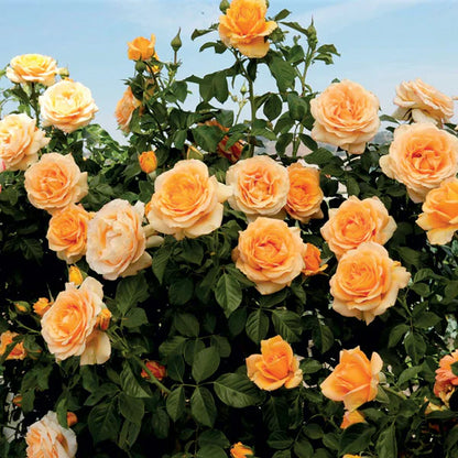 Climbing Rose Flower Plants (ORANGE)