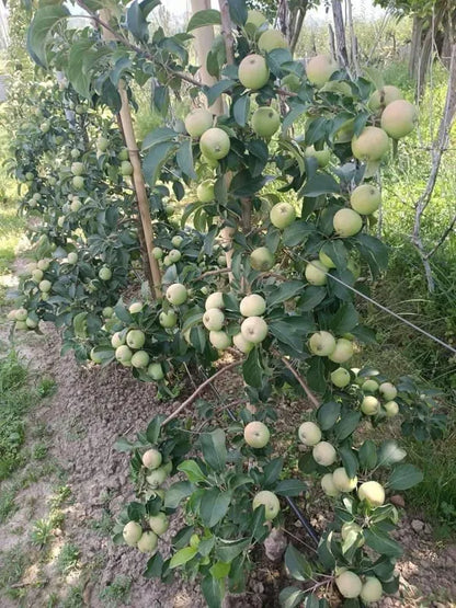 Hrmn 99 Apple Plant Hot Climate Variety