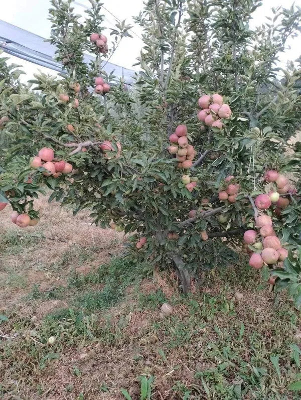 Hrmn 99 Apple Plant Hot Climate Variety