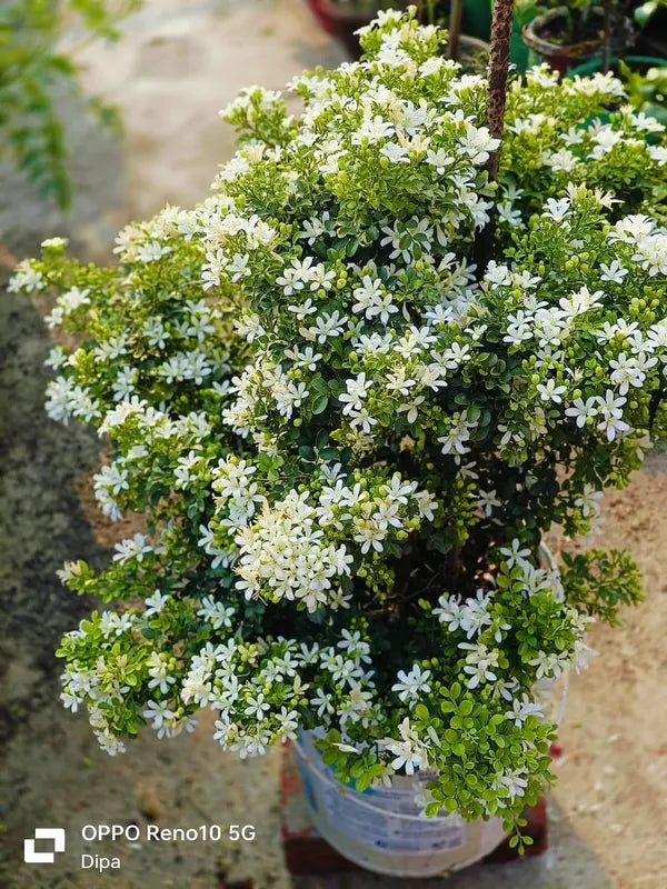 Madhu Kamini (Murraya Paniculata)Flower Plant (Pack of 2)