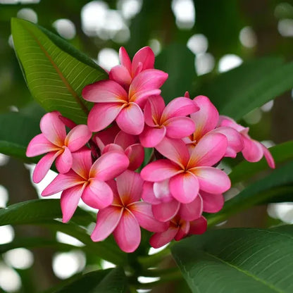 Plumeria Rubra(Pink)Flower Plant