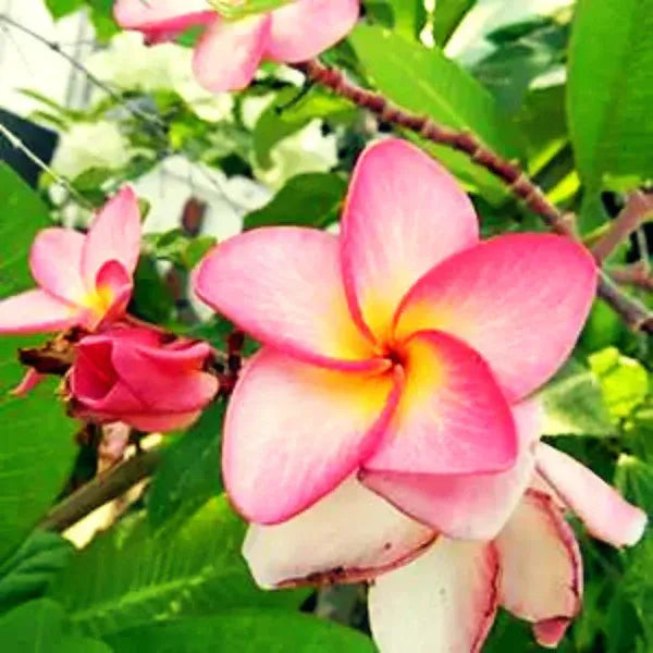 Plumeria Rubra(Pink)Flower Plant