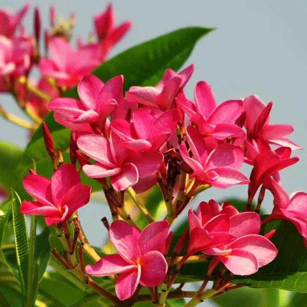 Plumeria Rubra(Pink)Flower Plant