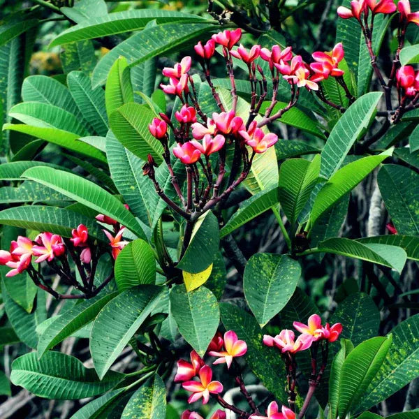 Plumeria Rubra(Pink)Flower Plant