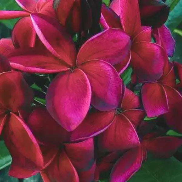 Plumeria/Blood Red | Frangipani Flower  Plant