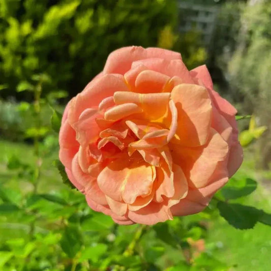 Peach-English RoseFlower Plants