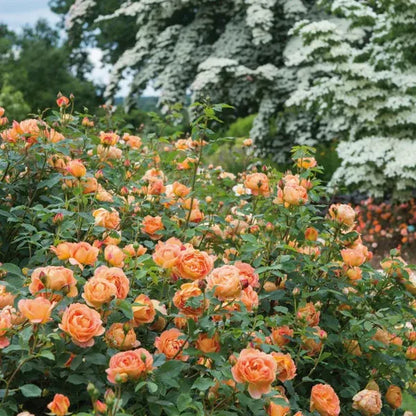 Peach-English RoseFlower Plants