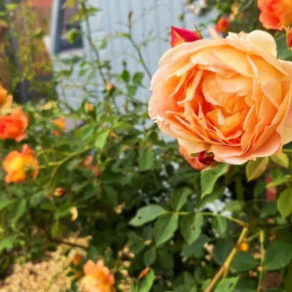 Peach-English RoseFlower Plants