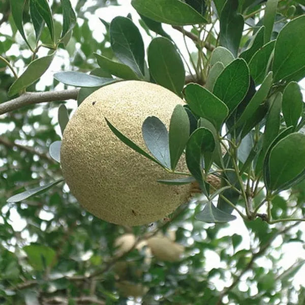 Thai Wood Apple Plant | Feronia limonia