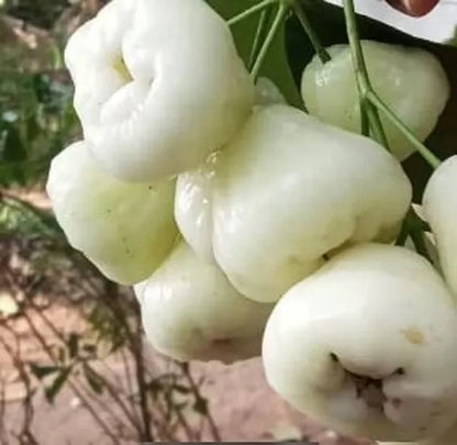 Water Apple(White)Fruit Plant