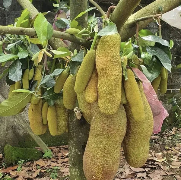 Thai All Time Jack Fruit Plant