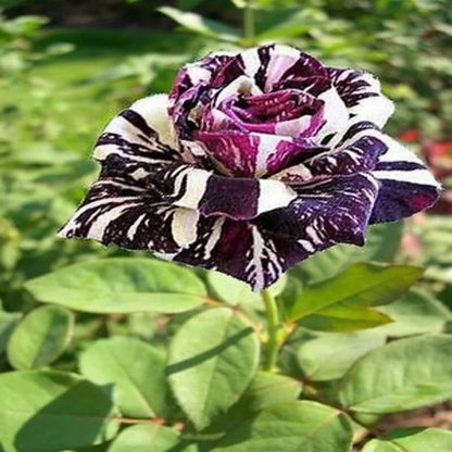 Abracadabra Rose Grafting Plant (Purple and White)