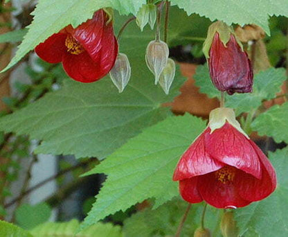 Red Lantern Hibiscus Flowers Plant