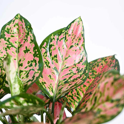 Aglaonema Pink Beauty Plant