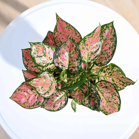 Aglaonema Pink Beauty Plant