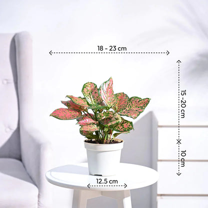 Aglaonema Pink Beauty Plant