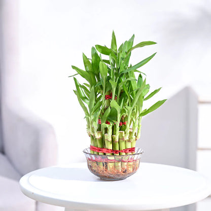 Lucky Bamboo Plant - 3 Layer