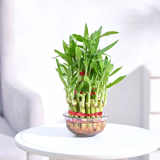 Lucky Bamboo Plant - 3 Layer