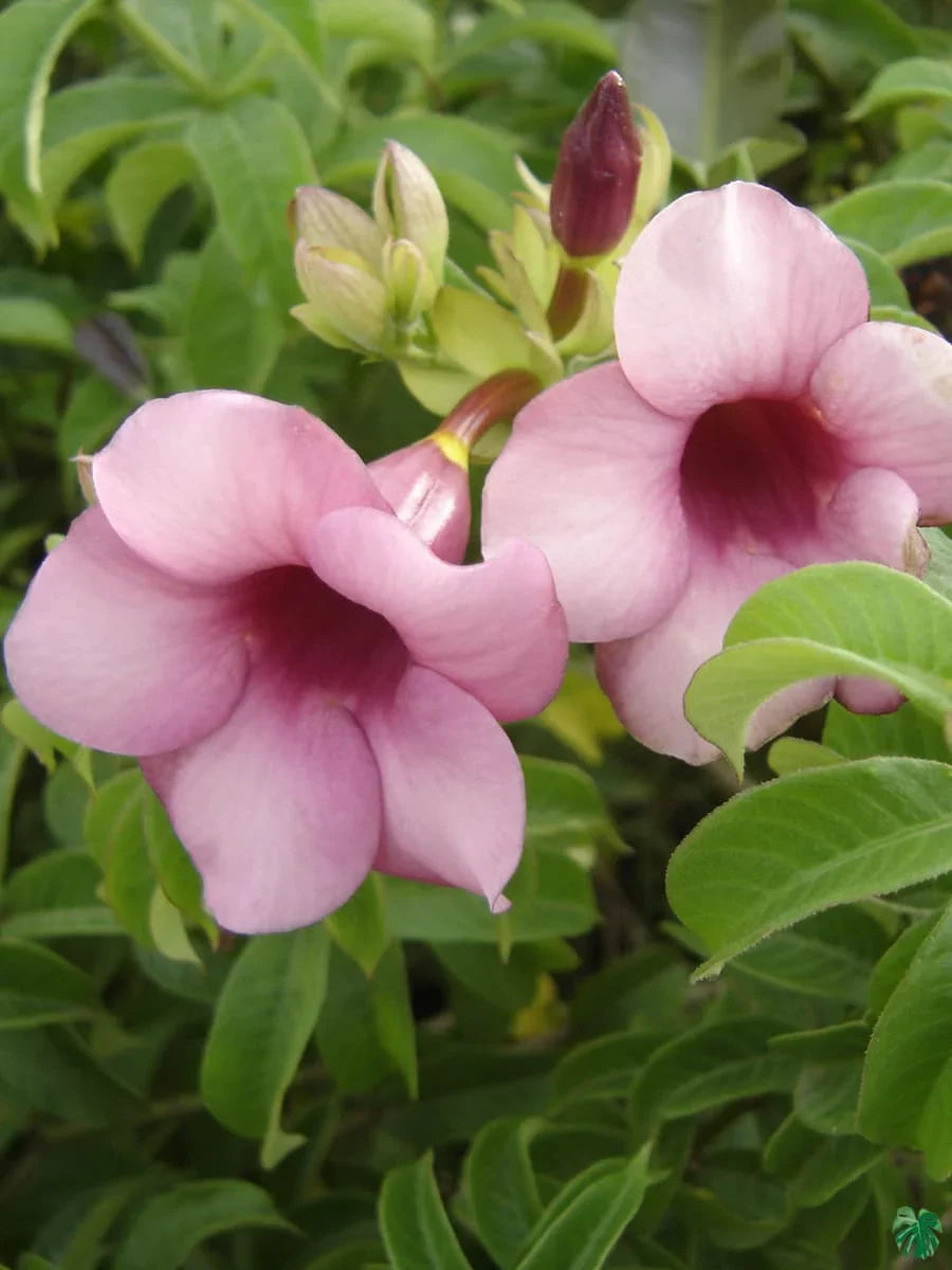 Allamanda Flowers Plant-Pink Colour