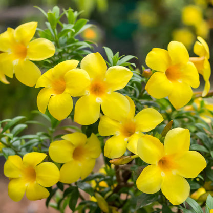 Allamanda Flowers Plant-Yellow Colour