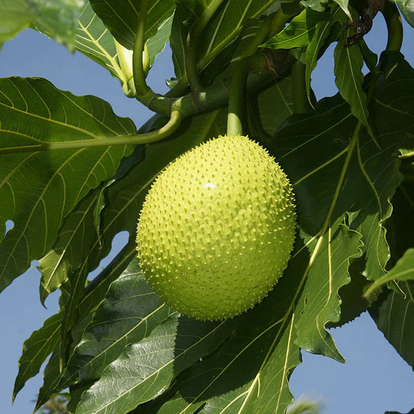 Bread Fruit/Jack fruit Curry Panasa - Fruit Plants & Tree