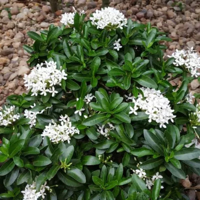 Chinese Ixora Flowers Plant (White)-(Gardenershub)