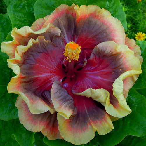 Hybrid Austrelian Hibiscus Flower plant