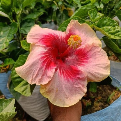 Austrelian Hibiscus Plant For Gardening