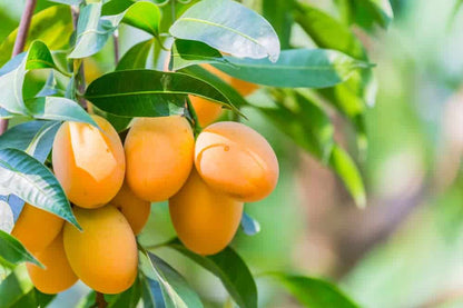 Hybrid kohitur Mango Fruit Plant