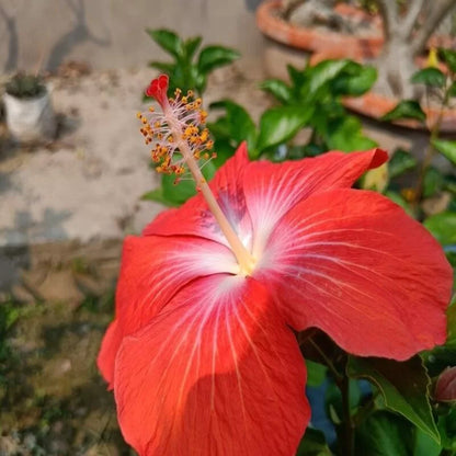 Hybrid  American Hibiscus Flower Plant