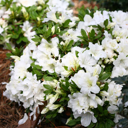 Azalea Flowers Plant(white) For Gardening