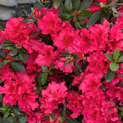 Azalea Flowers Plant(Red Colour)