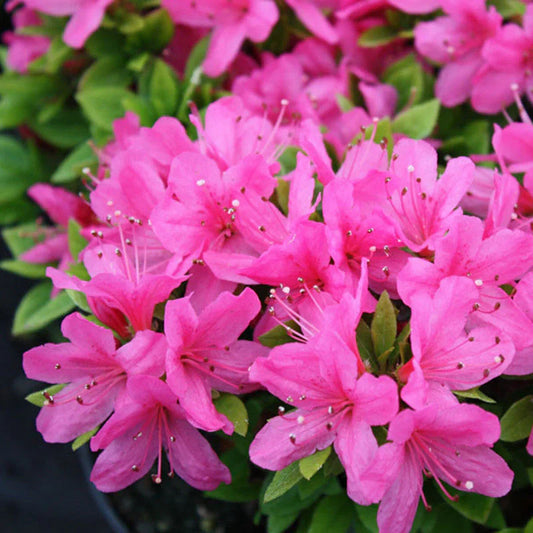 Azalea Flowers Plant For Gardening