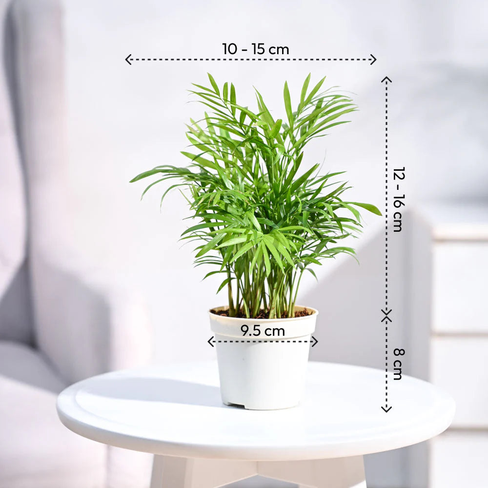 Areca Bamboo Palm Plant