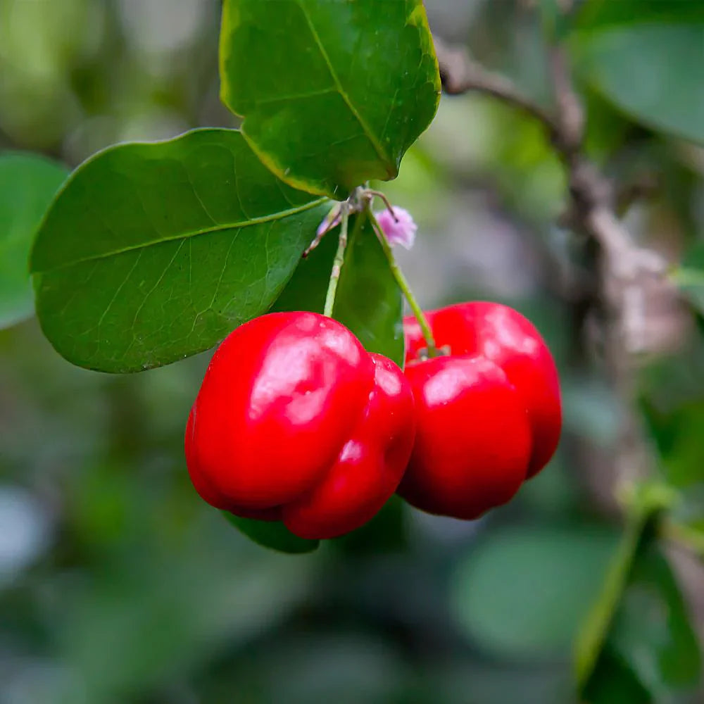 Barbados Cherry  Plant For Gardening