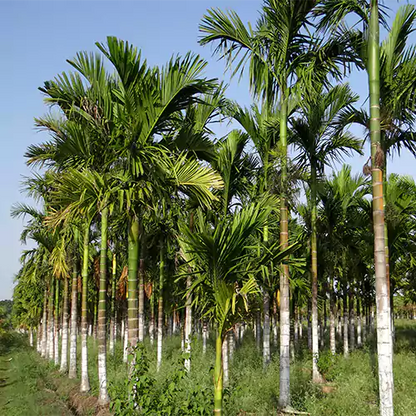 Supari Plant | Betel Nut Fruit Plant.