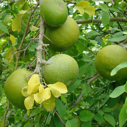 Bilva/Bael/Aegle marmelos - Fruit Plants & Trees