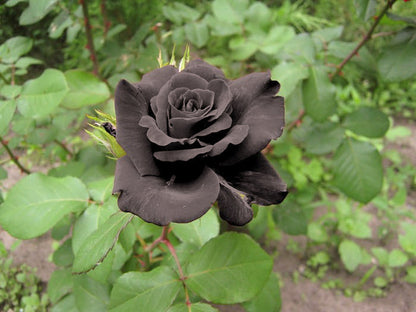 Black Rose Grafting Flower Plant