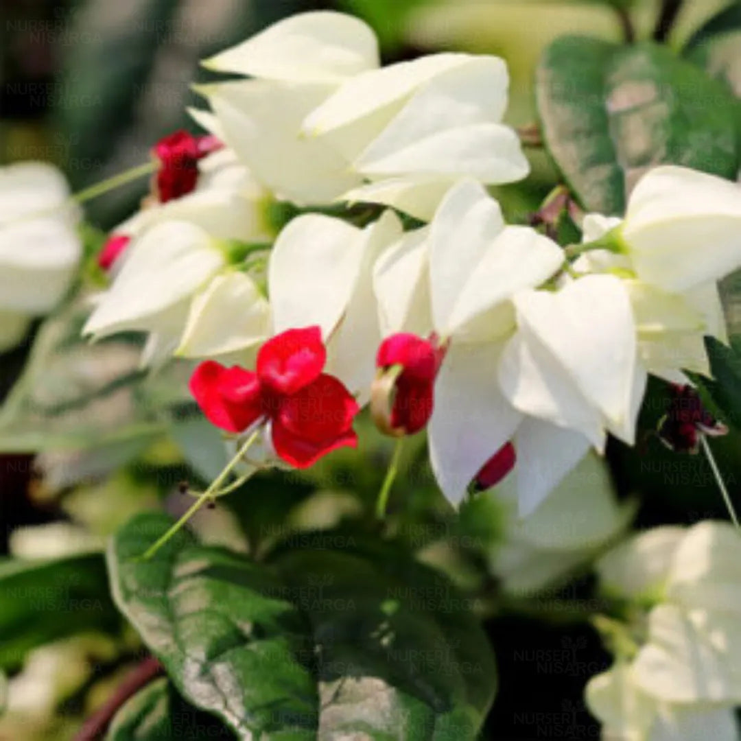 Bleeding Heart Vine White  Creepers