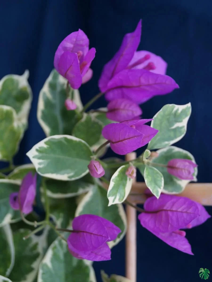 SSB Purple Bougainvillea flower plant