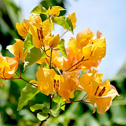 Bougainvillea Flower Plants (Yellow) Colour