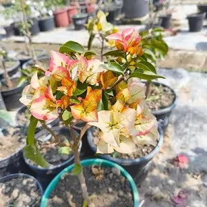 Chitra Gold Bougainvillea flower plant