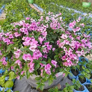 Silhouette Bougainvillea flower plant
