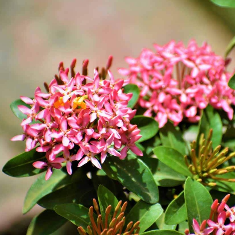 Chinese Ixora Flower Plant (Pink)-(Gardenershub)