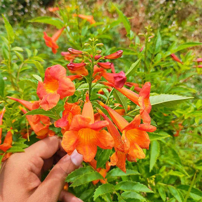 Tecoma Orange Vine Flowers Plant