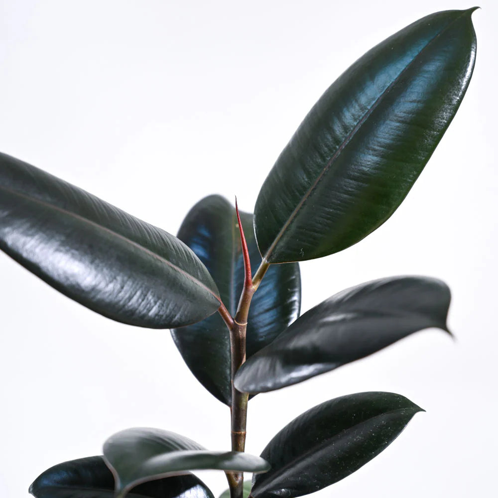 Rubber Plant