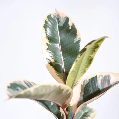 Rubber Plant Variegated